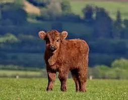 Mini Highland cows