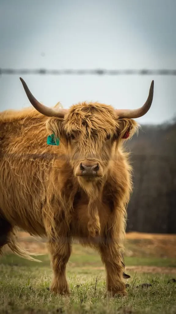 Minihighland cow