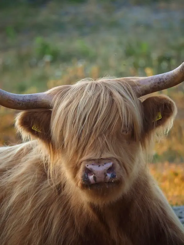 Minihighlandcow