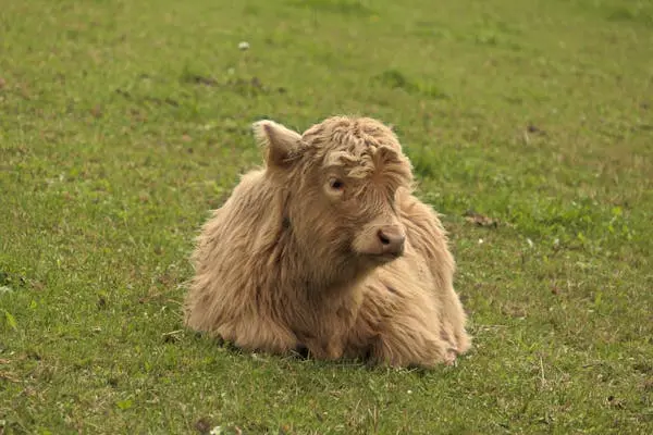 Mini Highland Cow